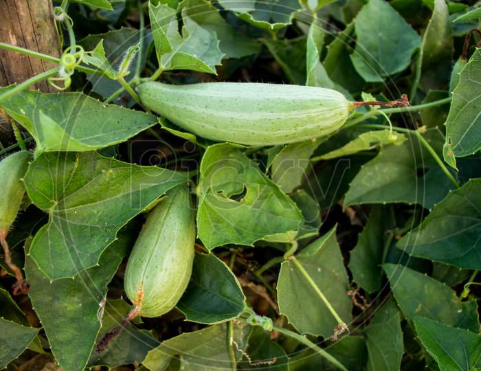 Green Pointed Gourd Plant From The Cucurbitaceae