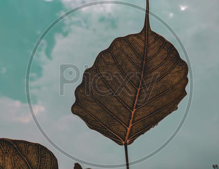 Close up shot of a leaf