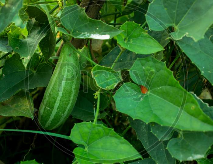 Trichosanthes Dioica Or Pointed Gourd Is A Vine Plant