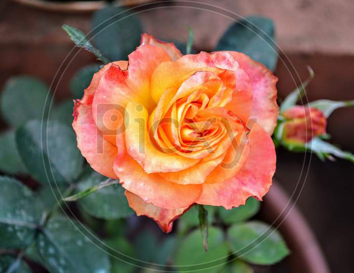 Beautifull Rose