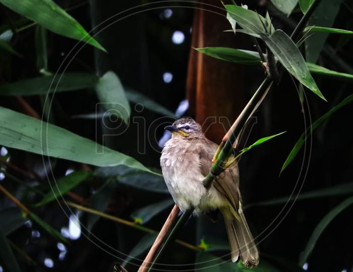 Wildlife,white-browed-bulbul sitting on bamboo branch