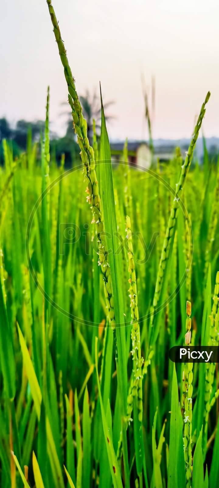 Rice farming, rice paddy,rice crop