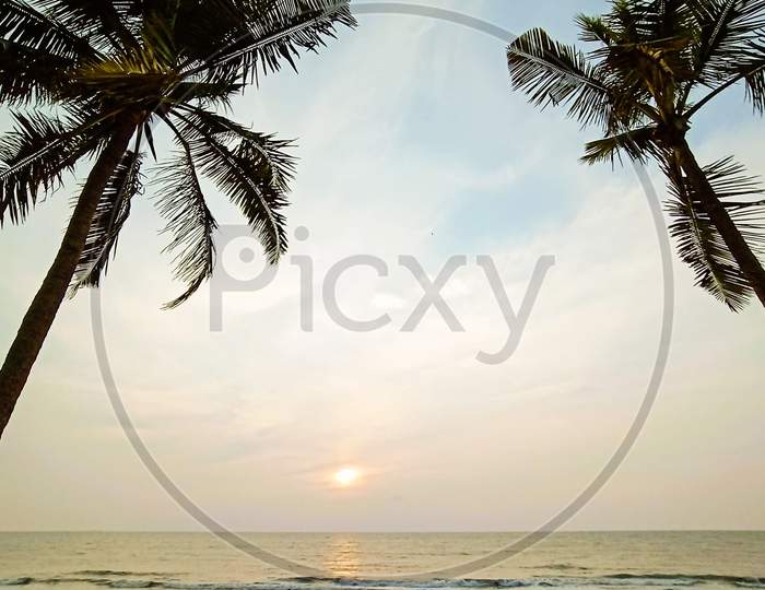 Coconut palms on beach