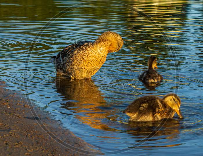 Duck Family In City River Water