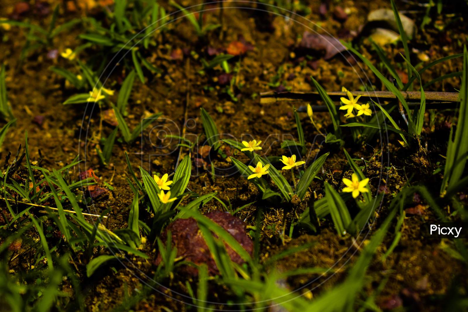 Water Star Grass Yellow Colored Flowers In Focus Or Grass Leaf Mud Plantain