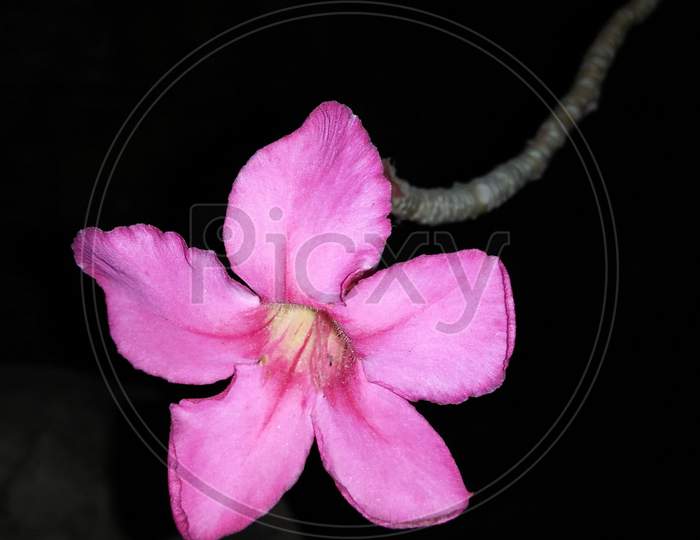 Flower at night