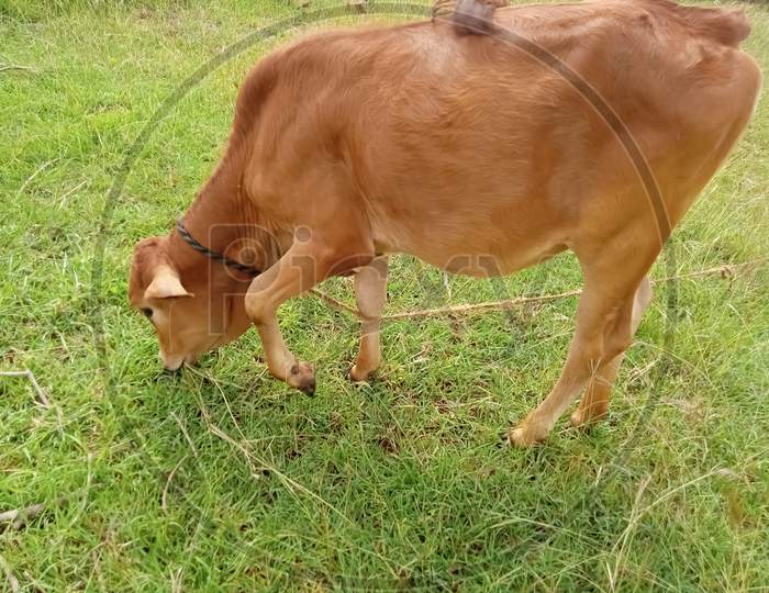 The calf eats grass
