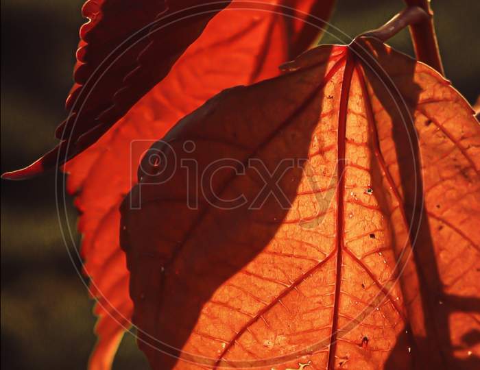Red leaf backlight photography