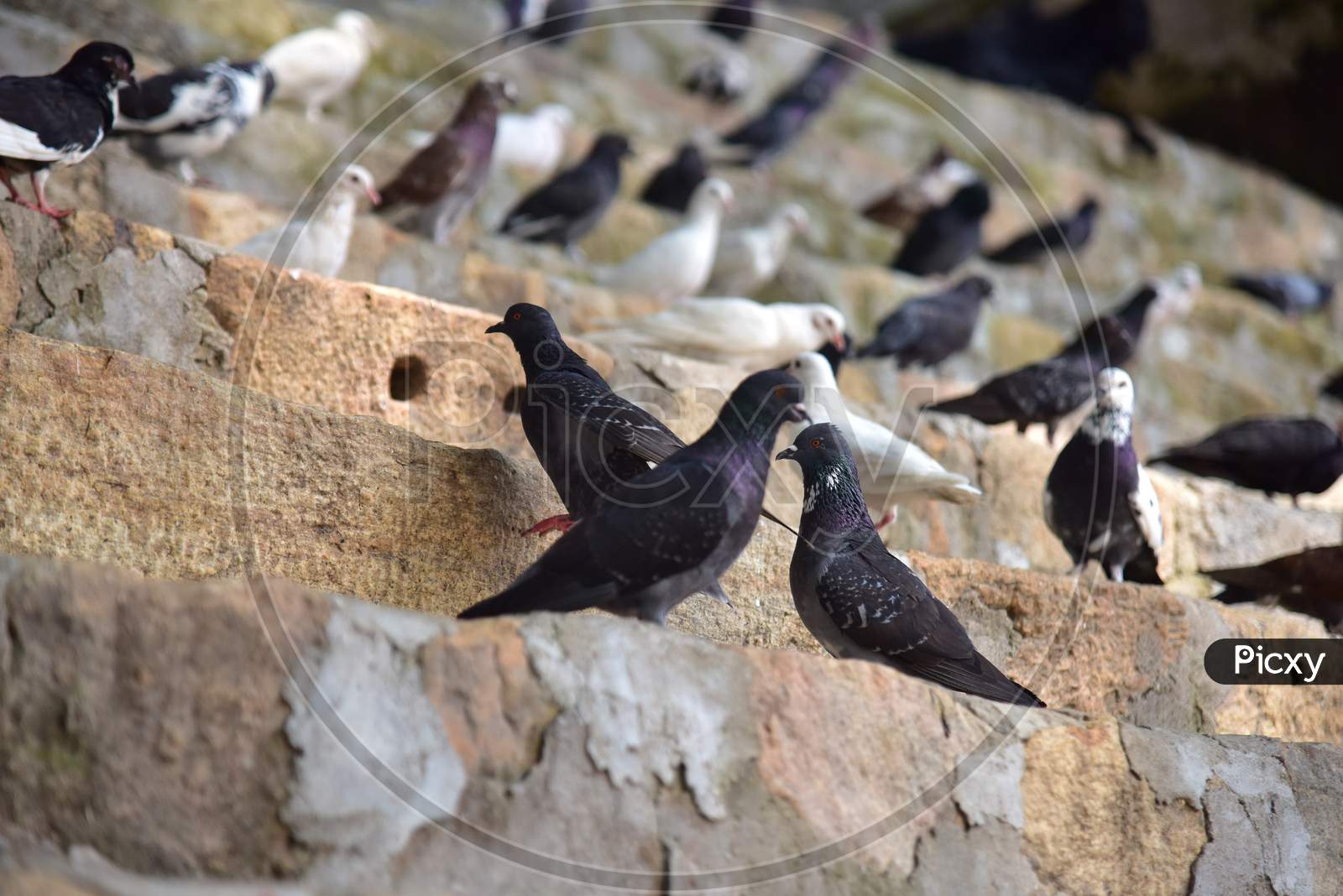 Pigeons sits inside the premises of Kamakhya Temple as it re-opens for public after a gap of nearly six months due to coronavirus lockdown with certain restrictions, in Guwahati, India on October 11, 2020