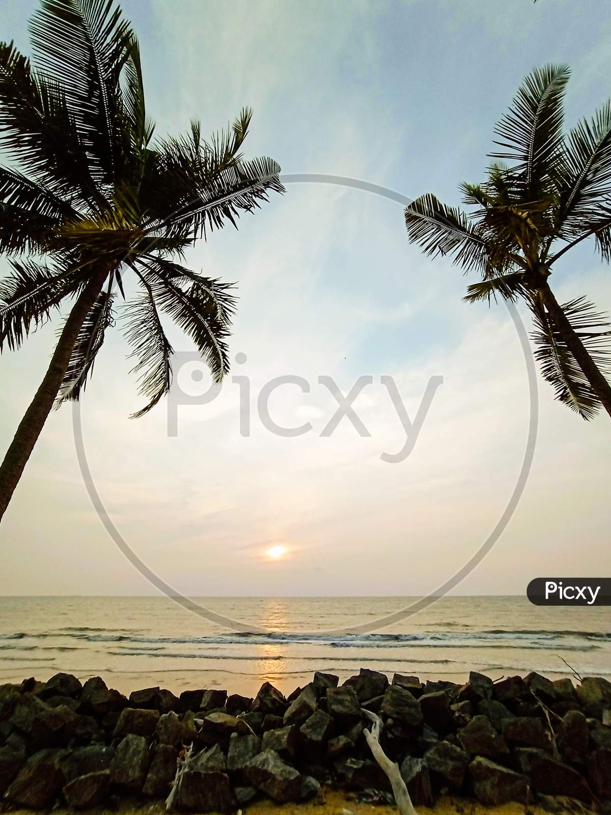 Coconut palms on beach
