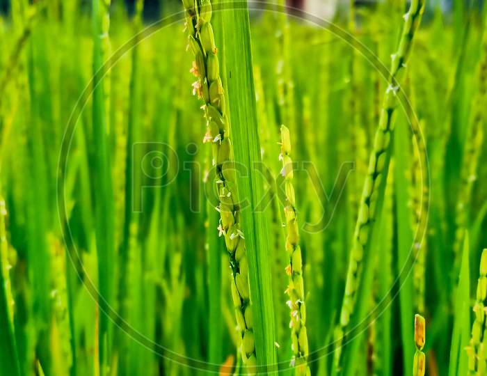 Rice farming, rice paddy,rice crop