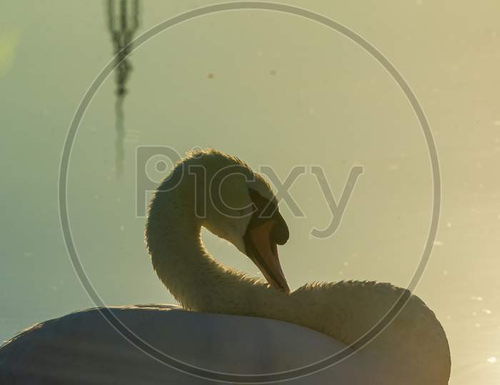 White Swan Swimming In River