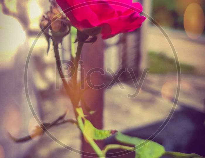 Red Rose with Cool Filter