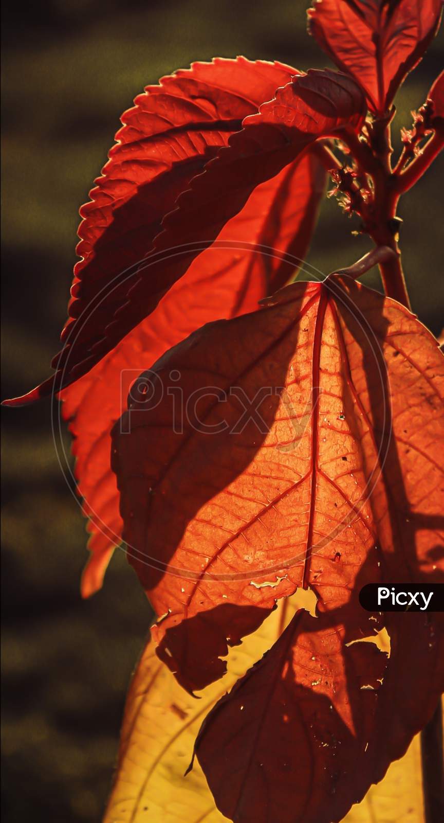 Red leaf backlight photography