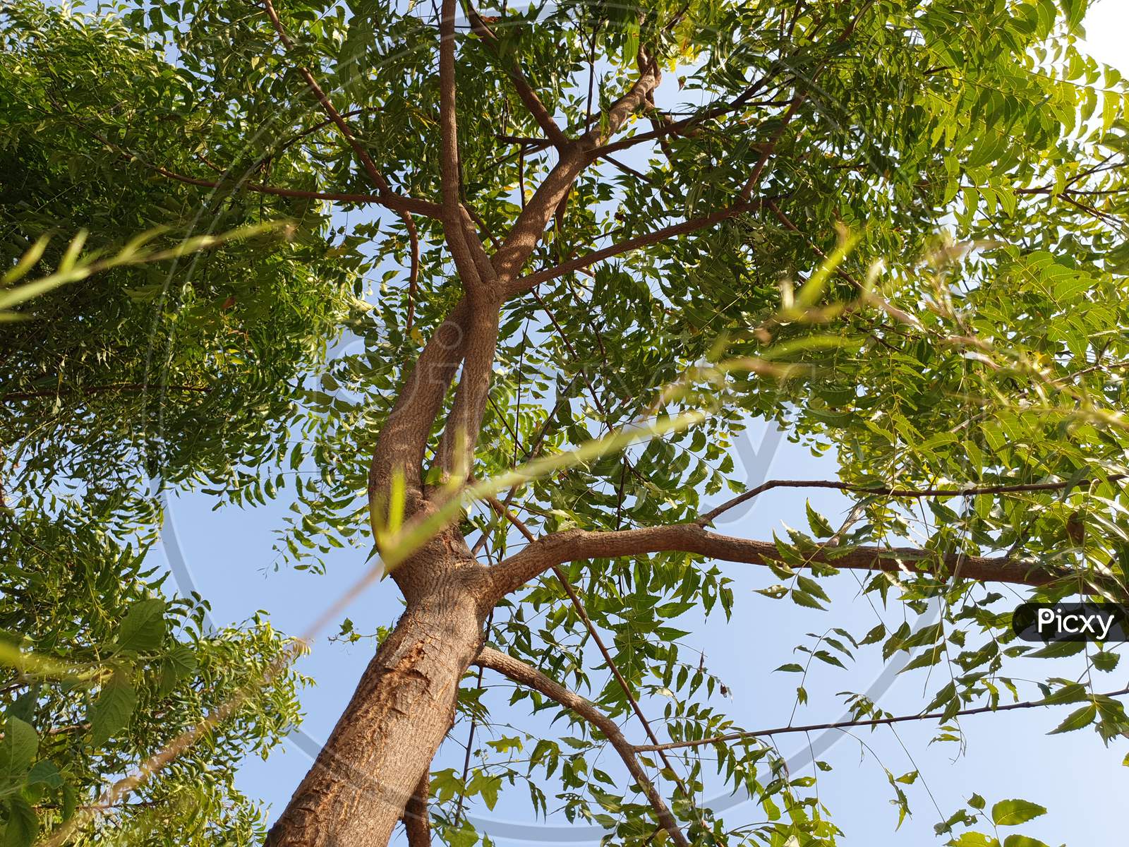 Green neem tree in the forest