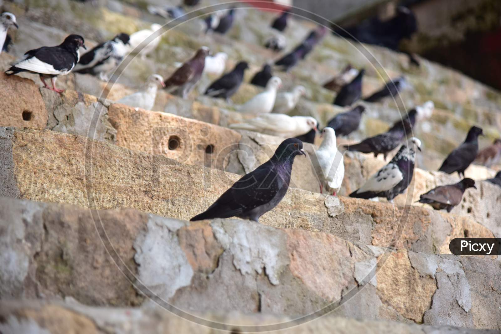 Pigeons sits inside the premises of Kamakhya Temple as it re-opens for public after a gap of nearly six months due to coronavirus lockdown with certain restrictions, in Guwahati, India on October 11, 2020