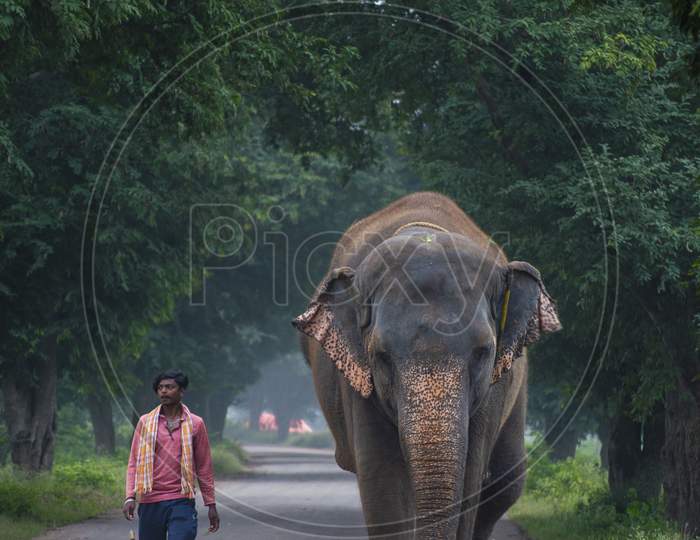 Elephant and Man (Co existance)