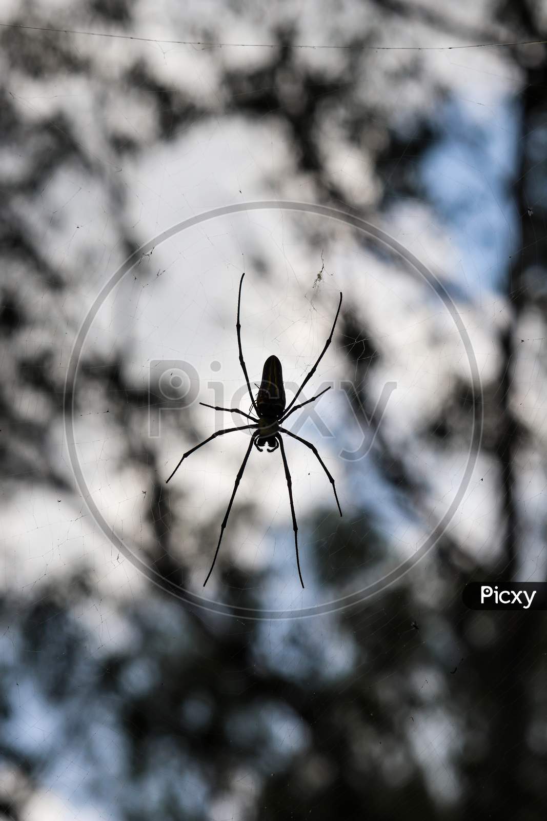 Spider silhouette, wildlife photography