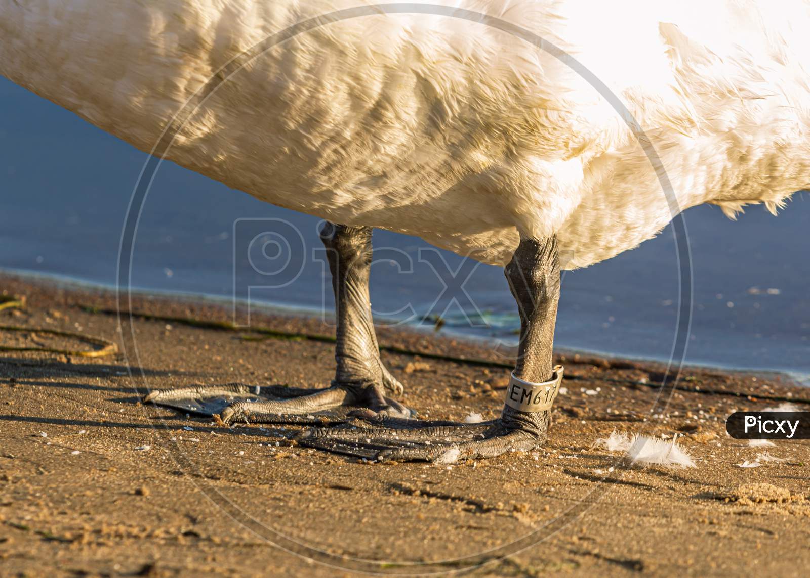 White Swan Water Bird Legs