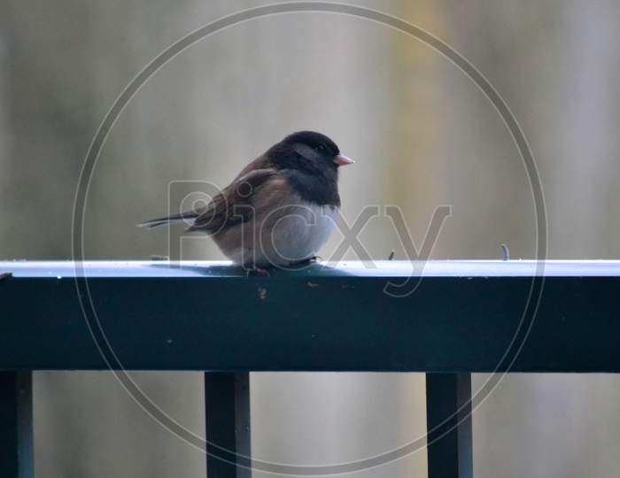 A Bird sitting on therail photo