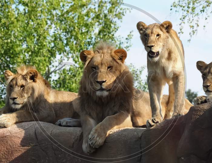 Lion family in the zoo
