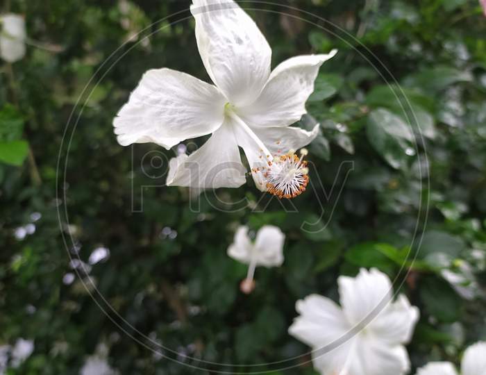 Perennial plant×Remove Malvales×Remove Hibiscus×Remove Flowering plant×Remove Plant×Remove Flower×Remove Petal×Remove Wildflower