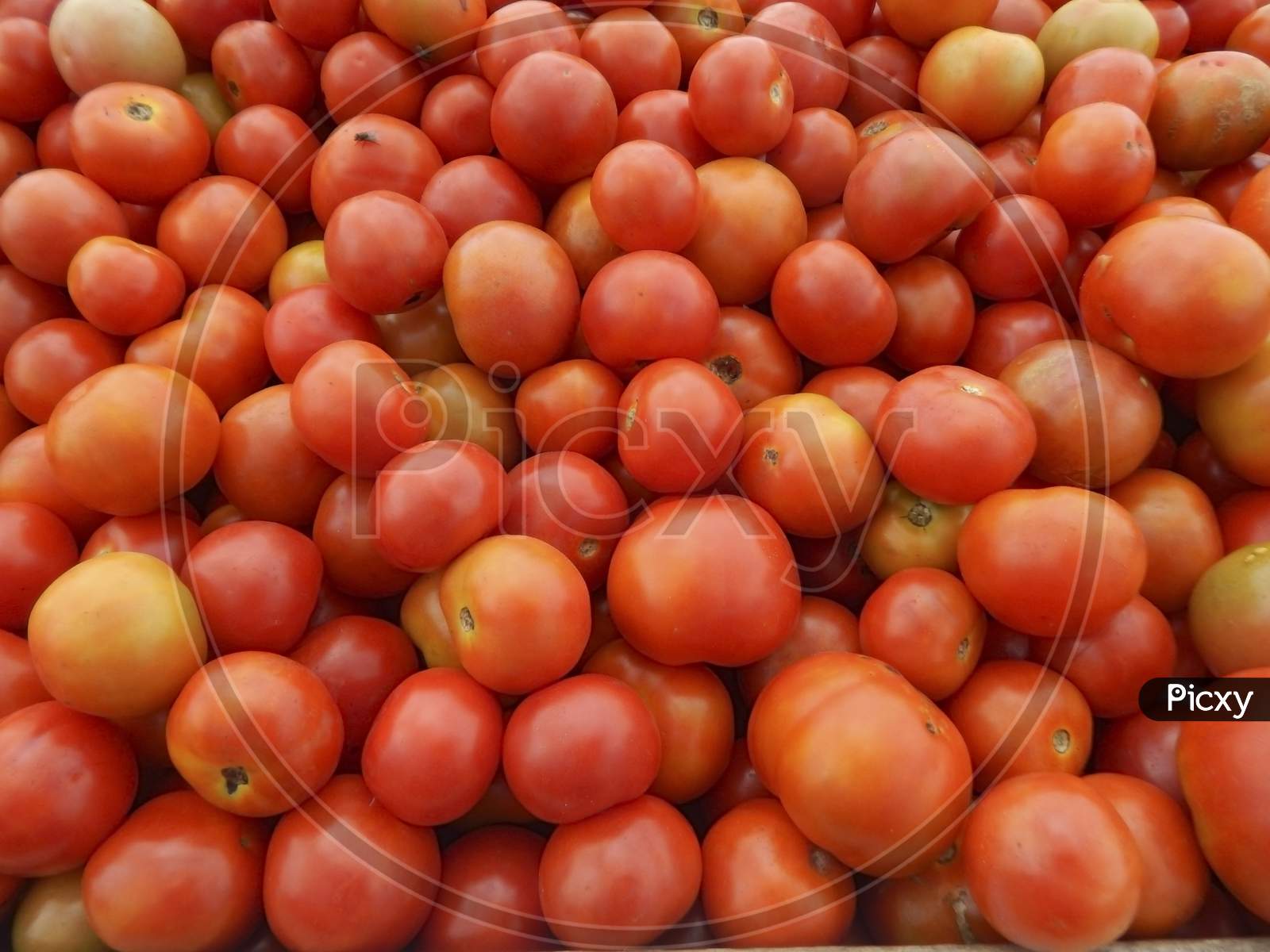 Red And Ripe Tomatoes