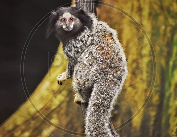 Marmoset, the wonderful  species  in the world.