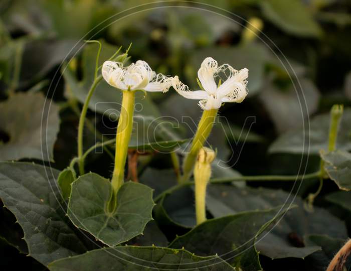 Pointed Gourd Or Trichosanthes Dioica Flower Or Vegetable