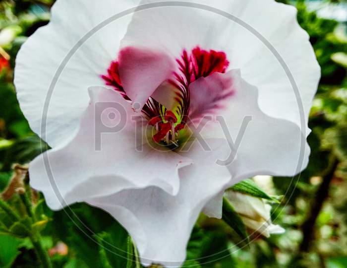 Flower photography