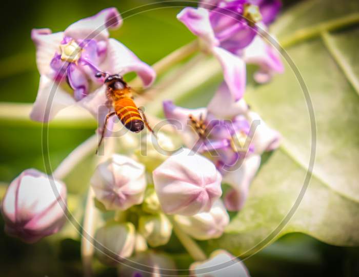Flying Honeybee Collecting Honey From Flower
