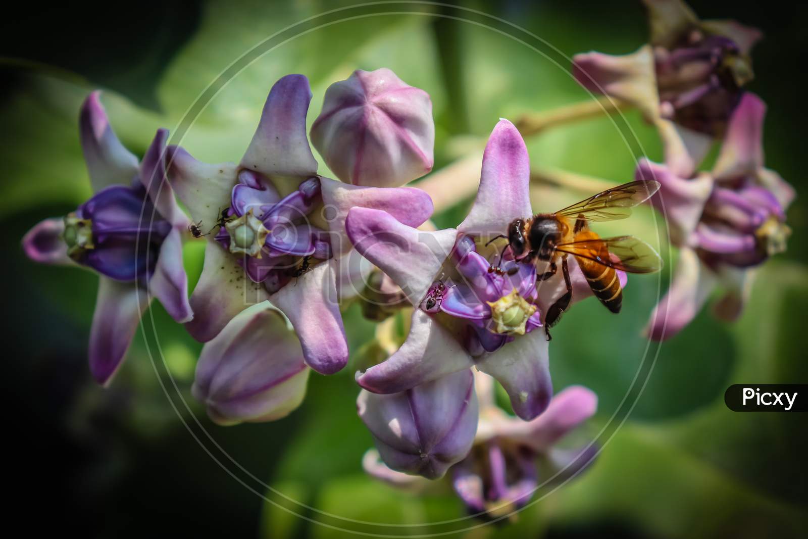 Honeybee Collecting Honey From Flower