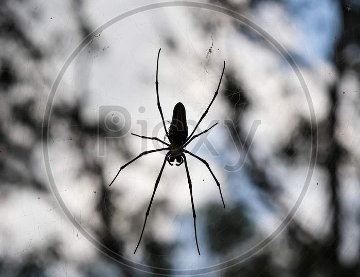 Spider silhouette, wildlife photography