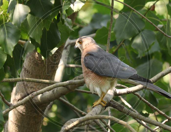 Sharp- Shinned Hawk on The Tree