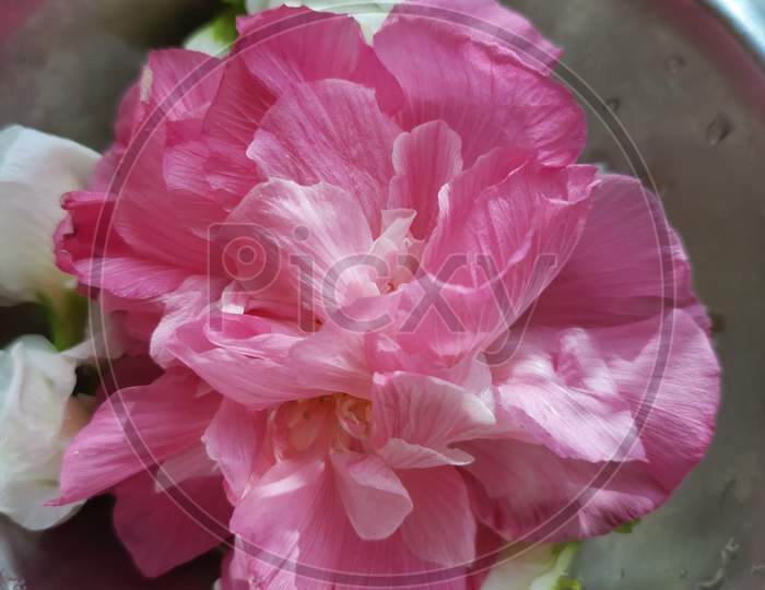 Pink ground lotus