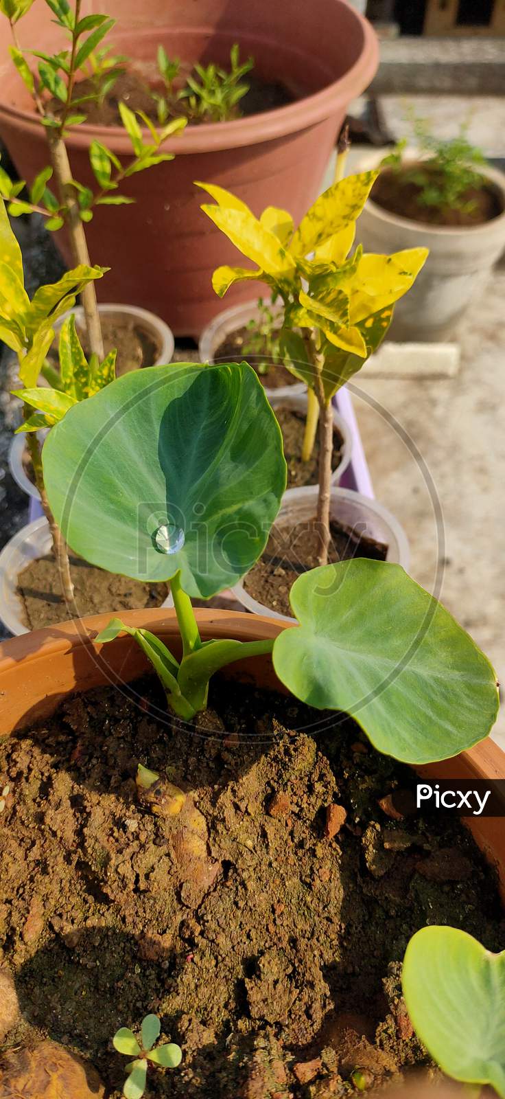Taro Plant Leaves with water drop