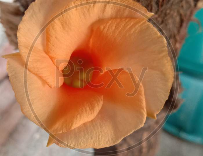 Orange flower,macro photo
