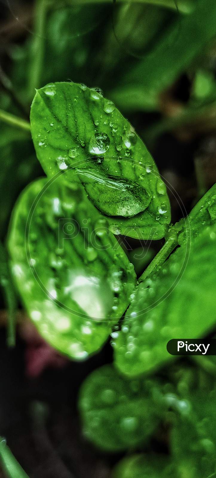 Leaf rain drop ,fresh ,nature ,macro image