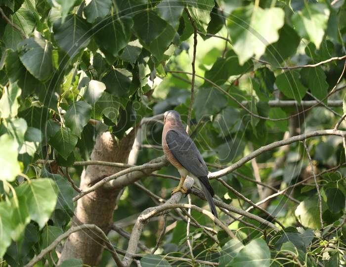 Sharp- Shinned Hawk on The Tree