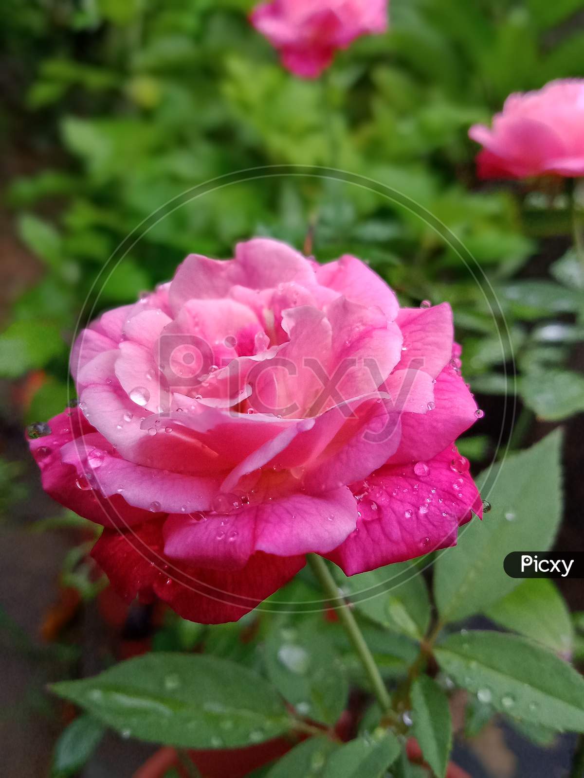 Garden Pink rose