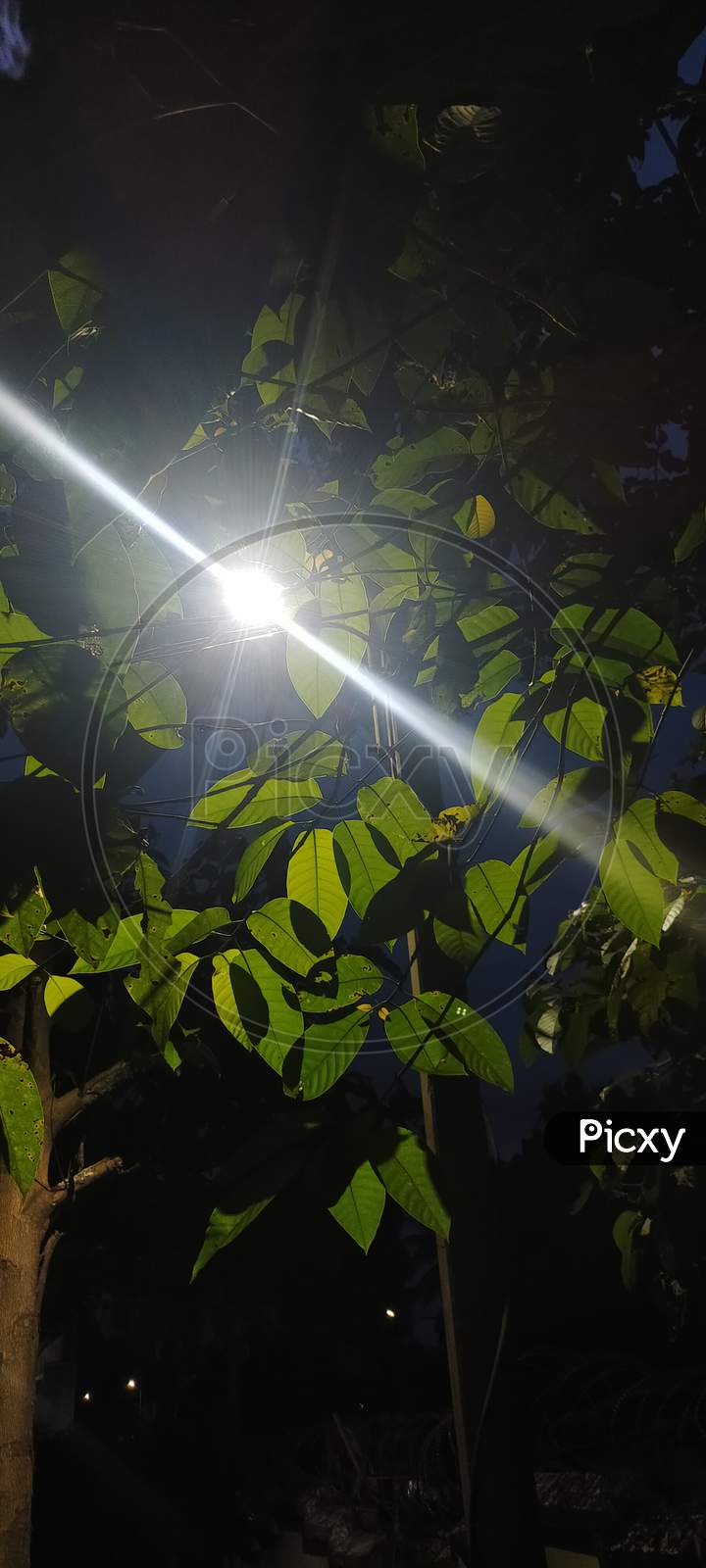 Light passing through tree