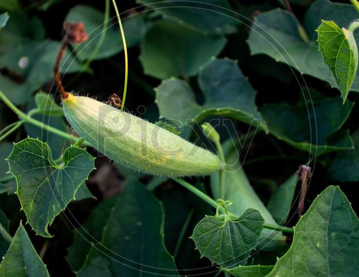Pointed Gourd Is A Vine Plant A Great Vegetable