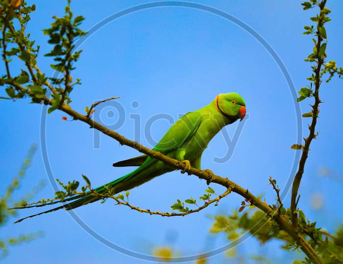 Indian Green Parrot