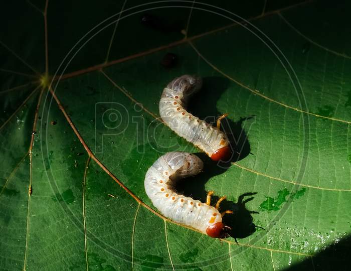 Image Of Isolated Scarab Worms On A Green Leaf.