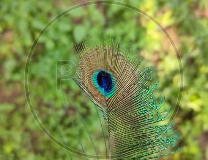 Peacock feather | Mor Pankh