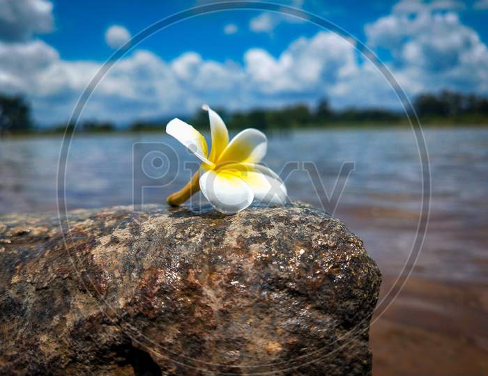 Flower on stone