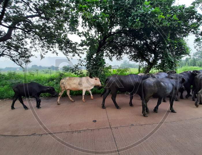 Cattles walking on road
