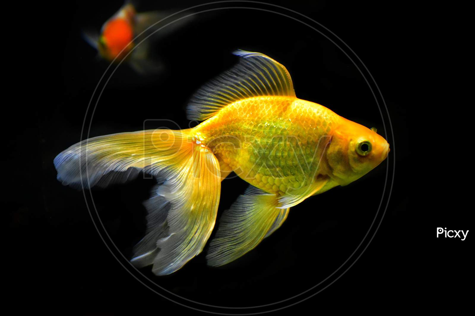 The picture of gold fish in dark background