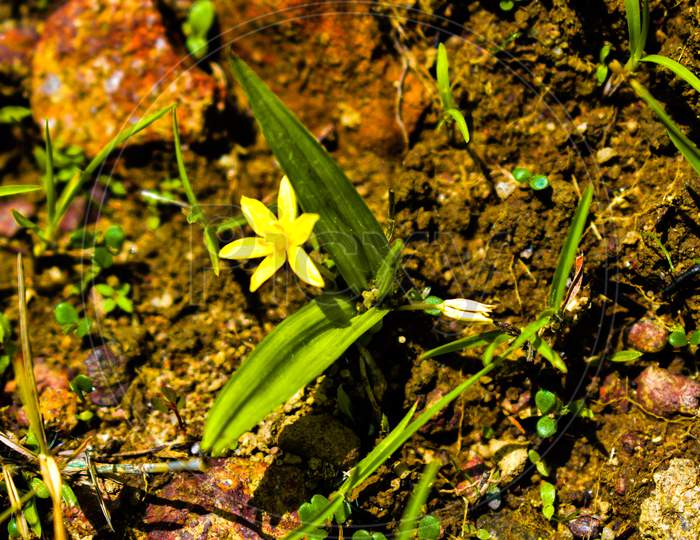 Water Star Grass Yellow Colored Flowers In Focus Or Grass Leaf Mud Plantain
