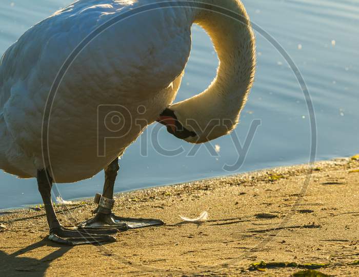 White Swan Washing Up In River
